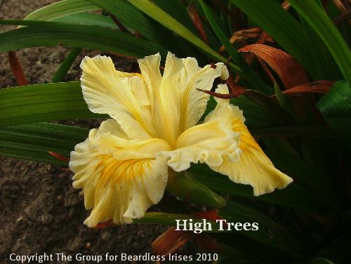 High Trees (1)